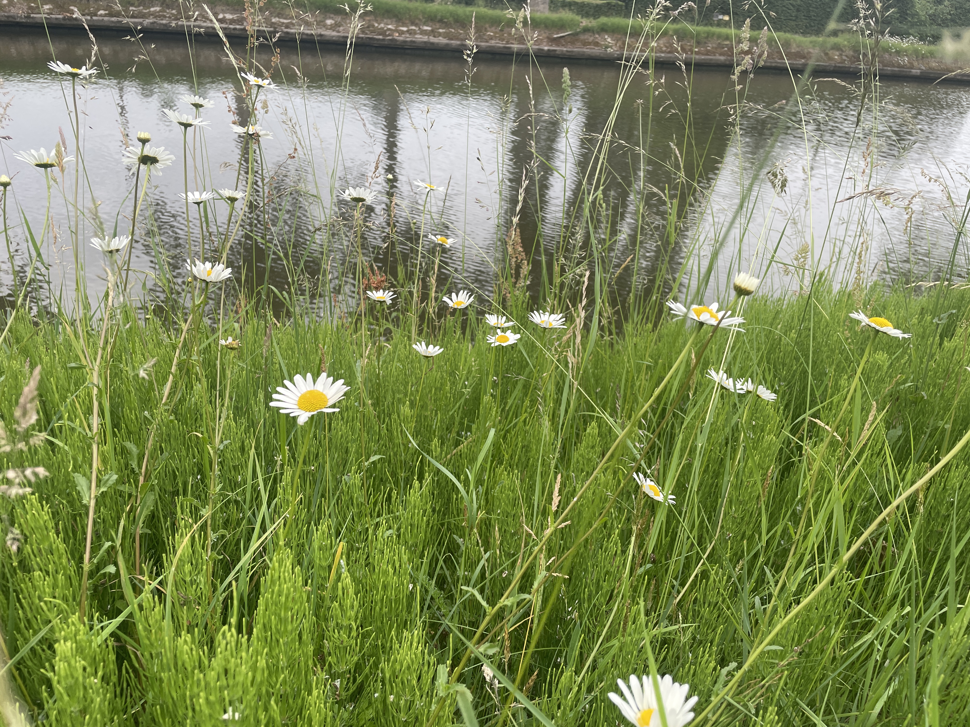 Lovely flowers